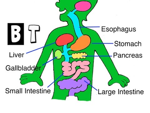 The Digestive System For Kids